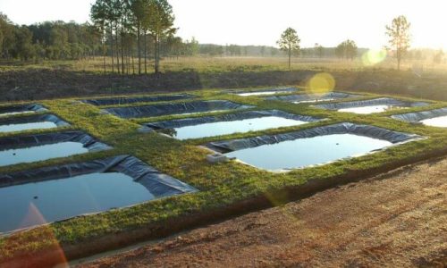 SHRIMP FARM